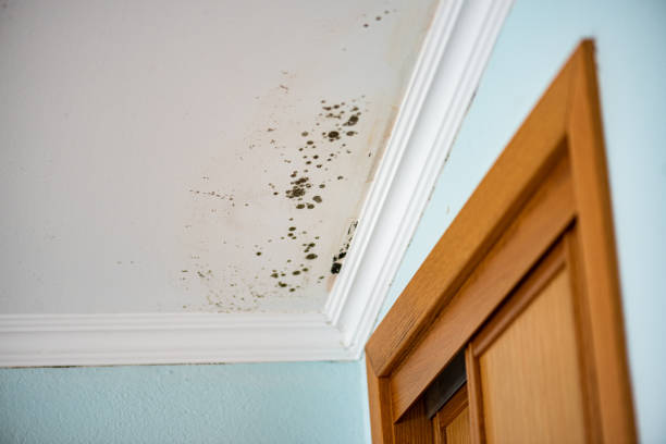 Best Best Mold Removal Companies  in Valley Center, KS