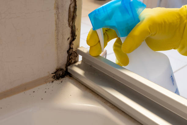 Best Office Mold Removal Services  in Valley Center, KS