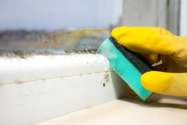 Best Mold Removal Company Near Me  in Valley Center, KS