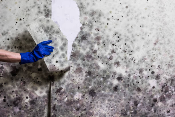 Best Mold Cleaning Services  in Valley Center, KS