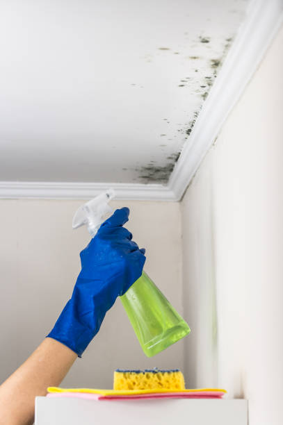 Best Fast Mold Removal  in Valley Center, KS