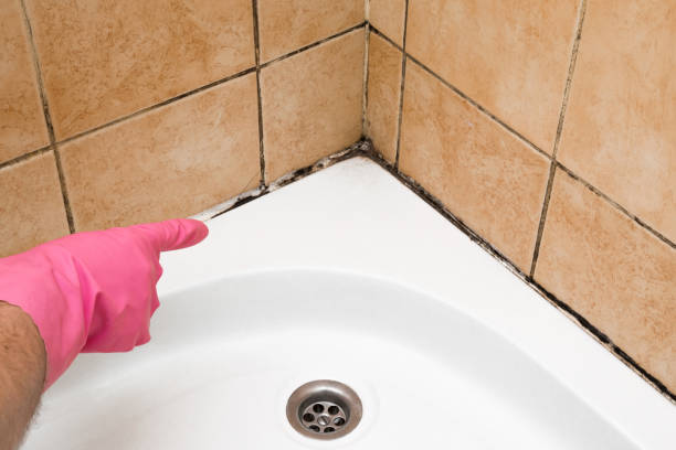 Best Mold Removal Near Me  in Valley Center, KS